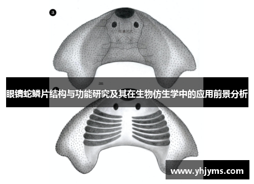 眼镜蛇鳞片结构与功能研究及其在生物仿生学中的应用前景分析